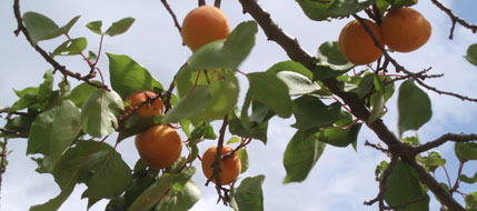 Marillen am Baum