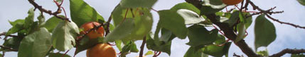 Marillen am Baum